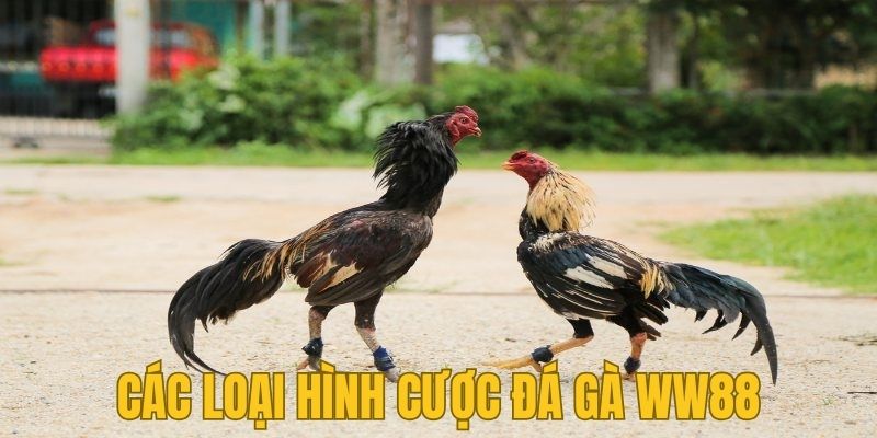 Thành viên có nhiều lựa chọn loại hình cược đá gà WW88