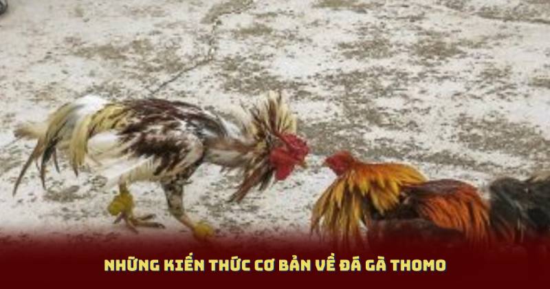 Những kiến thức cơ bản về đá gà thomo