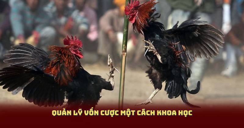 Quản lý vốn cược một cách khoa học